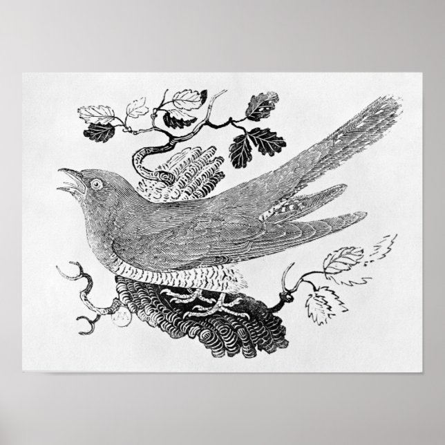 Cuckoo Poster (Framsidan)