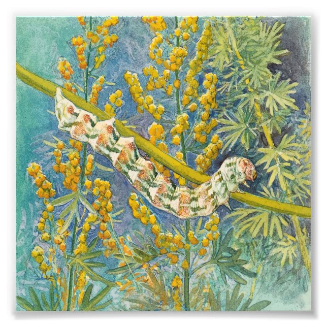 Cucullia Absinthii Wormwood Caterpelare Fototryck (Framsidan)