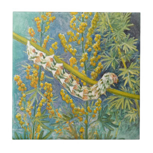 Cucullia Absinthii Wormwood Caterpelare Kakelplatta