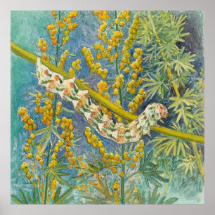 Cucullia Absinthii Wormwood Caterpelare Poster