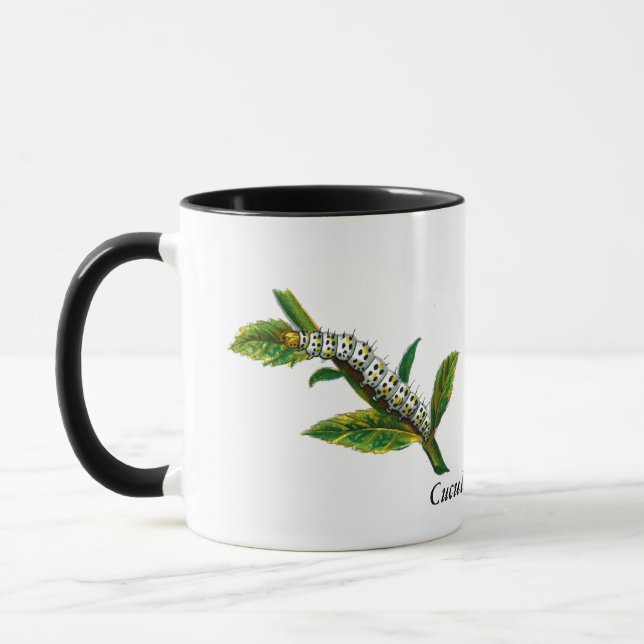 Cucullia verbasci caterpelare mugg (Vänster)