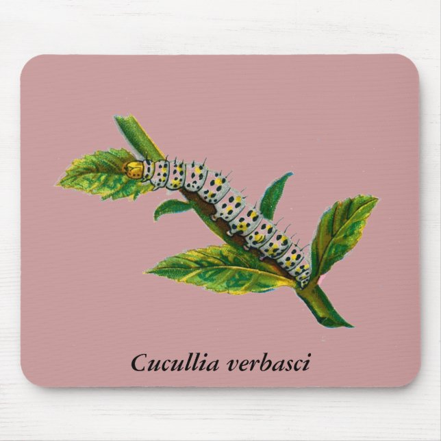 Cucullia verbasci caterpelare musmatta (Framsidan)