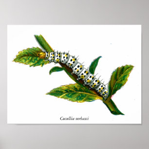 Cucullia verbasci caterpelare poster