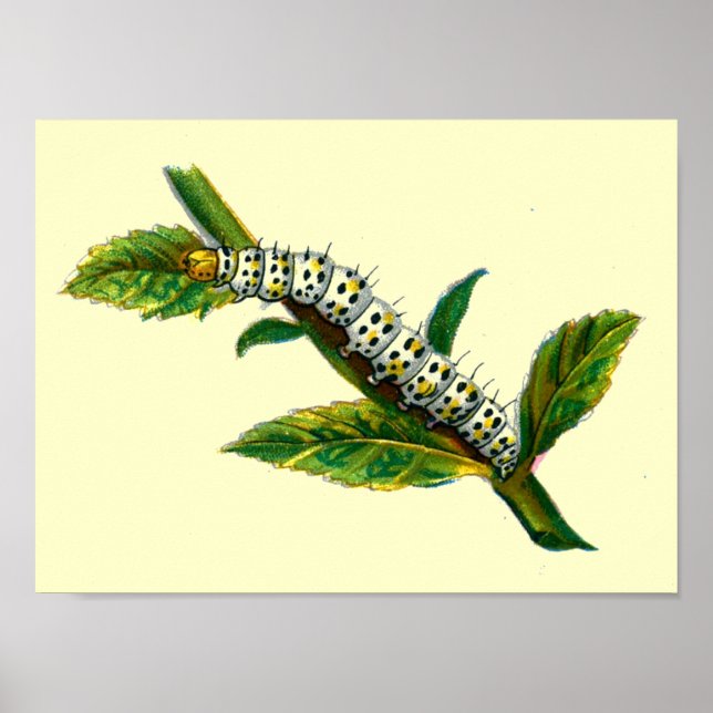 Cucullia verbasci caterpelare poster (Framsidan)