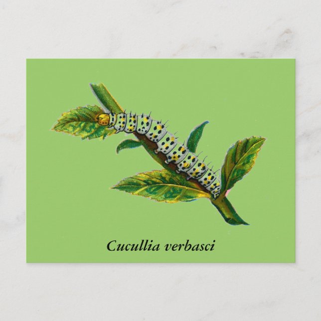 Cucullia verbasci caterpelare vykort (Framsida)