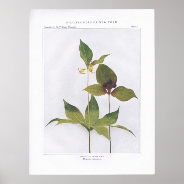 Cucumber Root, Medeola virginiana Poster (Framsidan)