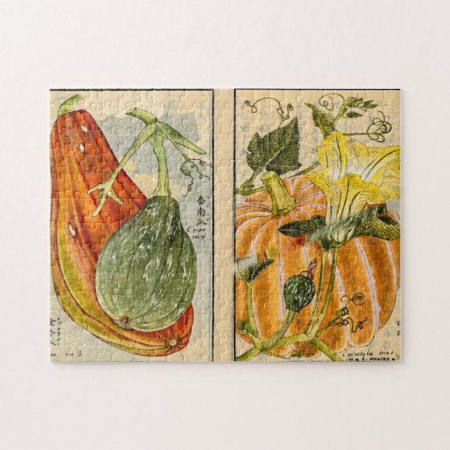 Cucurbita pepo - Seikei Zusetsu Pussel (Horisontell)