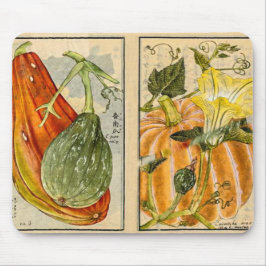 Cucurbita Pepo - Vintage Art av Seikei Zusetsu Musmatta