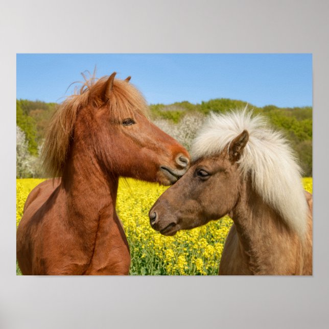 Cuddle de Cute Islands Horses Cuddle i Vår - Poster (Framsidan)
