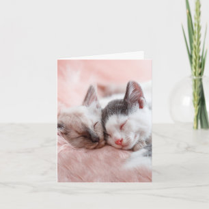 Cuddling Cats - årsdag Kort