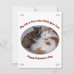 Cuddling Cats Purrfect Life Alla hjärtans dag Julkort