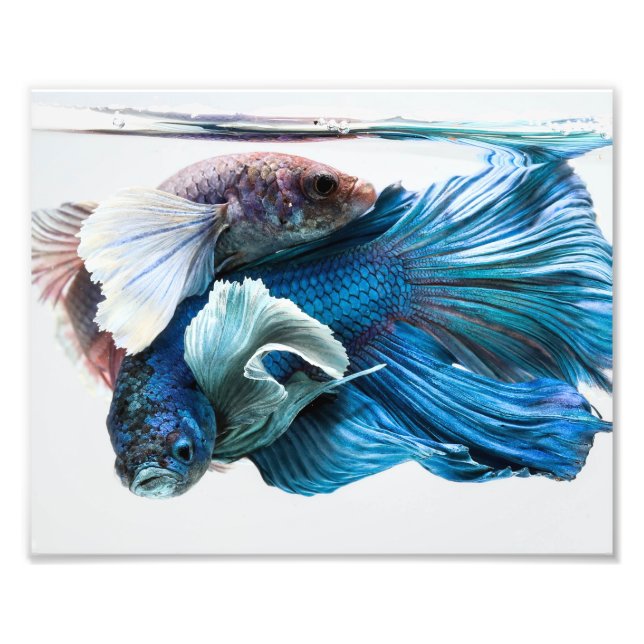 Cuddling Dumbo Betta Fish Fototryck (Framsidan)