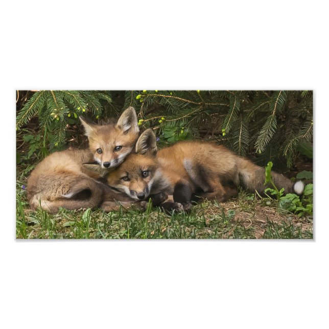 Cuddling Fox Kits Fototryck (Framsidan)