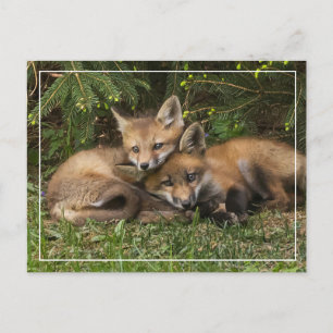 Cuddling Fox Kits Vykort