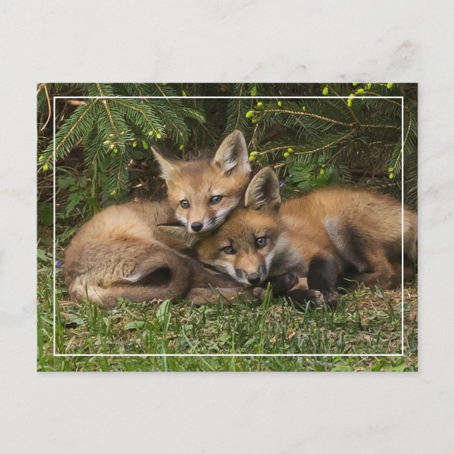 Cuddling Fox Kits Vykort (Framsida)