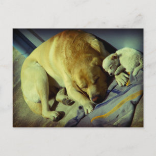 Cuddling Labrador och valp Vykort