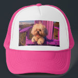 Cuddly Curious Shih Tzu Puppy, Dog Relaxing Keps<br><div class="desc">You know the Dog Days of Summer are here when this sweet little pooch can be found relaxing on a purple Adirondak chair! It's well known that dogs have a heightened sense of smell, and the potent lavender seems to be driving this guy's nose into overdrive! This handsome Shih Tzu...</div>