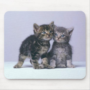 cuddykattungar! musmatta