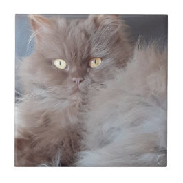 Cudely Cat Ceramic Tile Kakelplatta