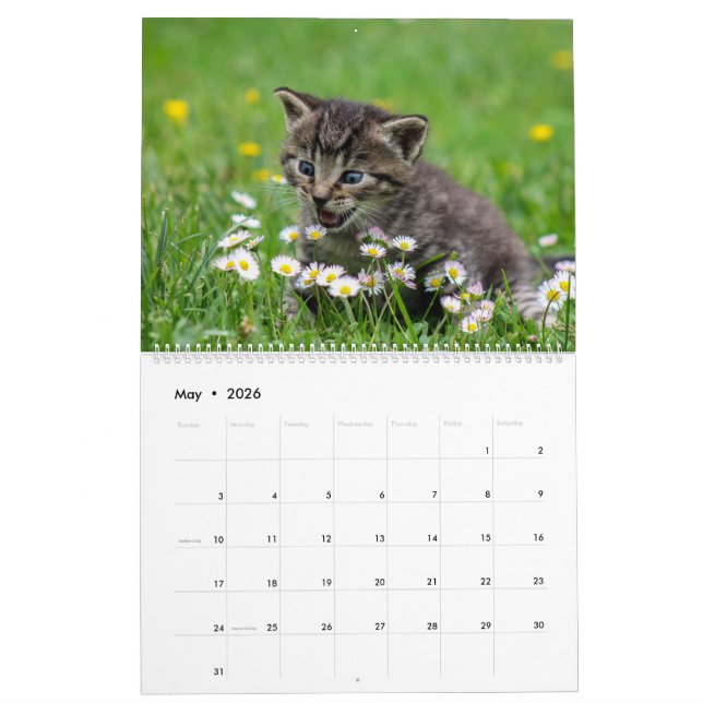 Cudely Cute Kitten Pet Kattunge Kattdjur 2020 Kalender (May 2026)