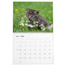 Cudely Cute Kitten Pet Kattunge Kattdjur 2020 Kalender