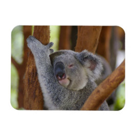 Cudely Koala Photo Magnet