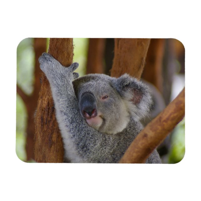 Cudely Koala Photo Magnet (Horisontell)