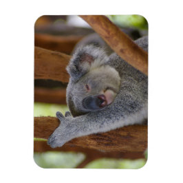 Cudely Koala Photo Magnet