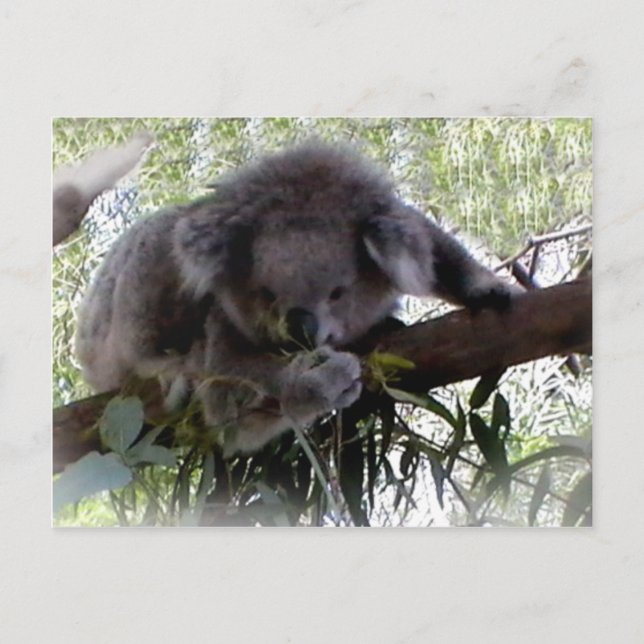 Cudely Koala Postcard Vykort (Framsida)