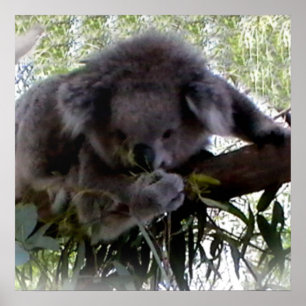 Cudely Koala Poster