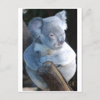 Cudely Koala Vykort
