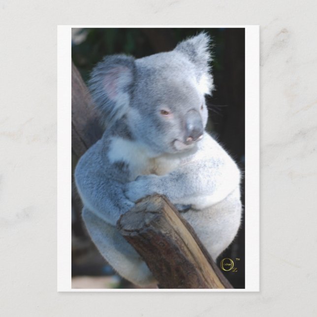 Cudely Koala Vykort (Framsida)
