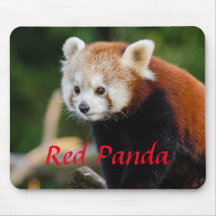 Cudely Red Panda Photo