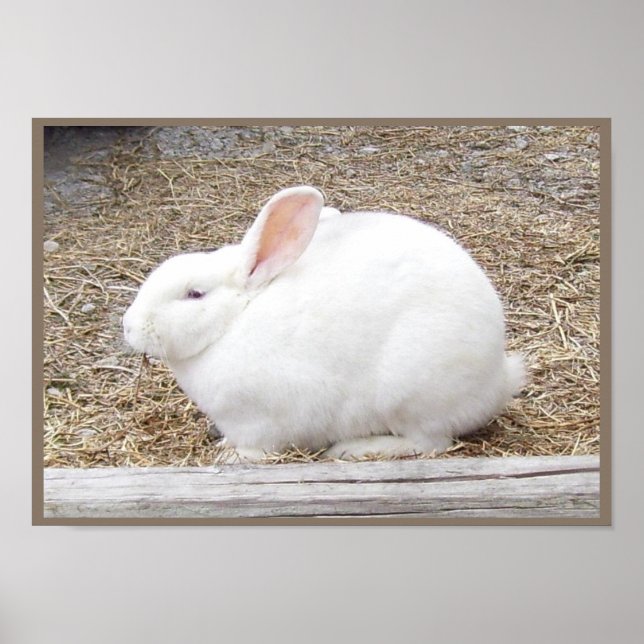Cudely White Bunny Poster (Framsidan)