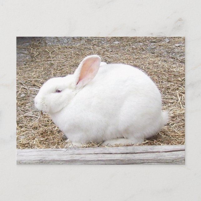 Cudely White Bunny Vykort (Framsida)
