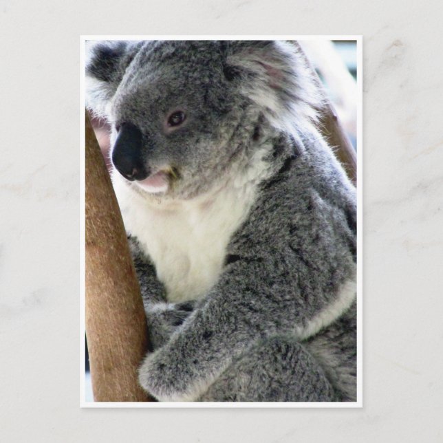 cudly koala vykort (Framsida)