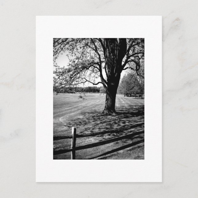 Culver träd vykort (Framsida)