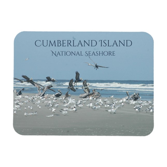 Cumberland Island Beach, Flocking Birds, Ocean Magnet (Horisontell)