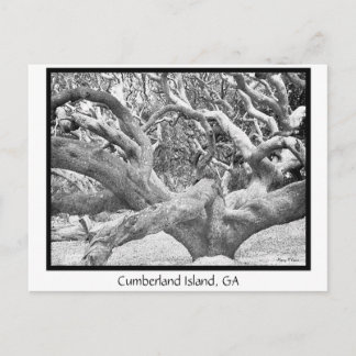 Cumberland Island, GA Vykort