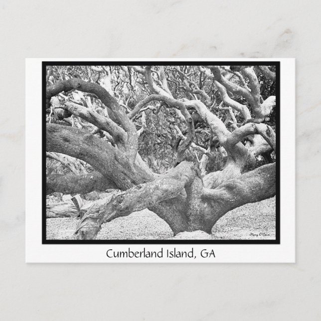 Cumberland Island, GA Vykort (Framsida)