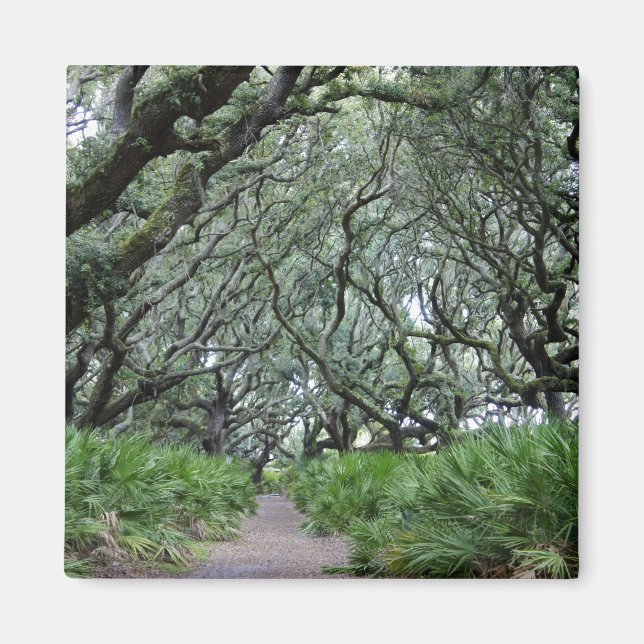 Cumberland Island Magnet (Framsidan)