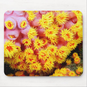 cupcoral musmatta