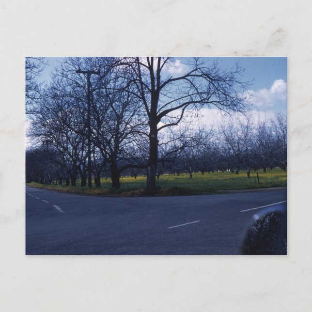 Cupertino Orchard 1960 Vykort (Framsida)