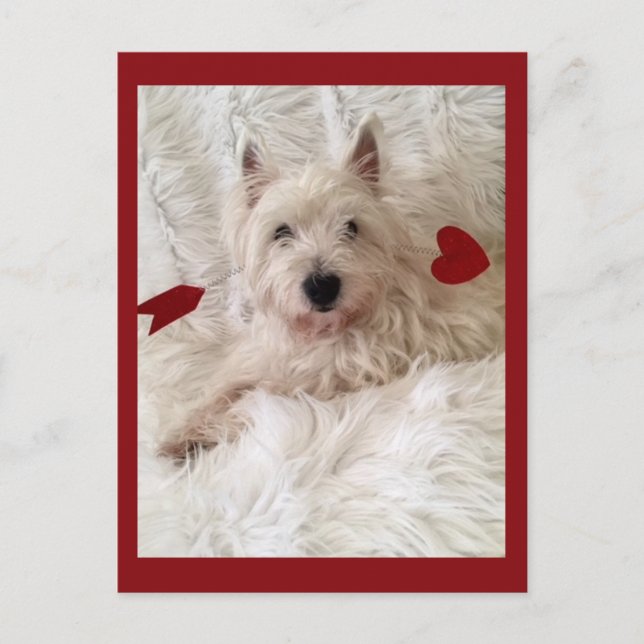 Cupids Bow Westie Vykort (Framsida)