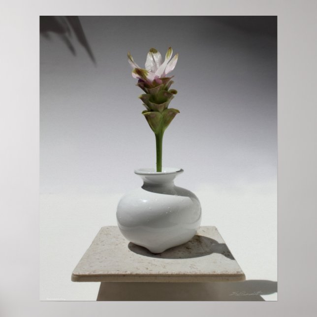 Curcuma Flyter Skriv ut -20 x 24 -andra storlekar  Poster (Framsidan)