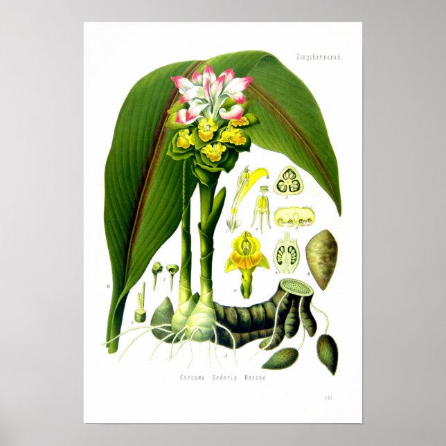 Curcuma zedoaria poster (Framsidan)