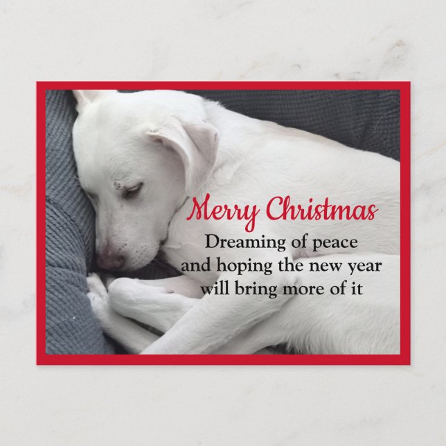 Cure Peacval Sleeping White Puppy Hund Jul Vykort (Framsida)