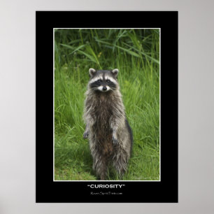 "CURIOSITY" Poster