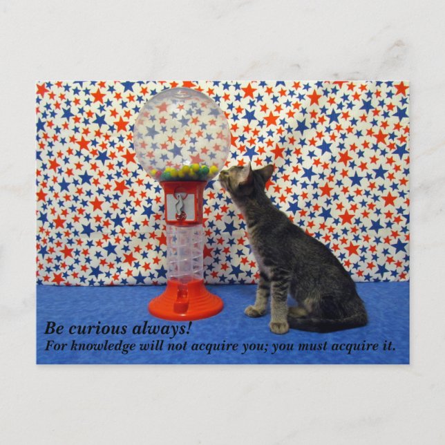 Curiosity - Starring Kori Räddingen Kattunge Vykort (Framsida)