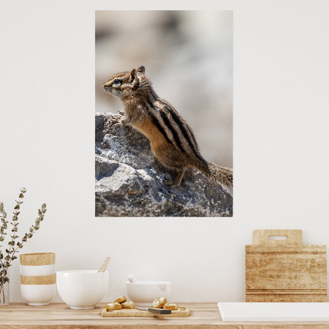 Curious Brown Chipmunk in Alberta Poster (Kök)